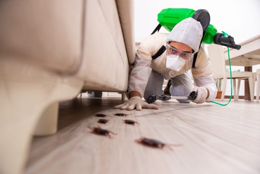 Learning that there are pests in your home