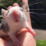 SoCal Rattery (3 Tips Provided by the Rats Breeder)