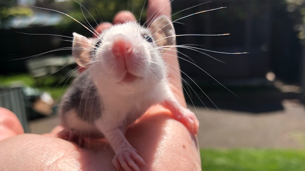 SoCal Rattery (3 Tips Provided by the Rats Breeder)