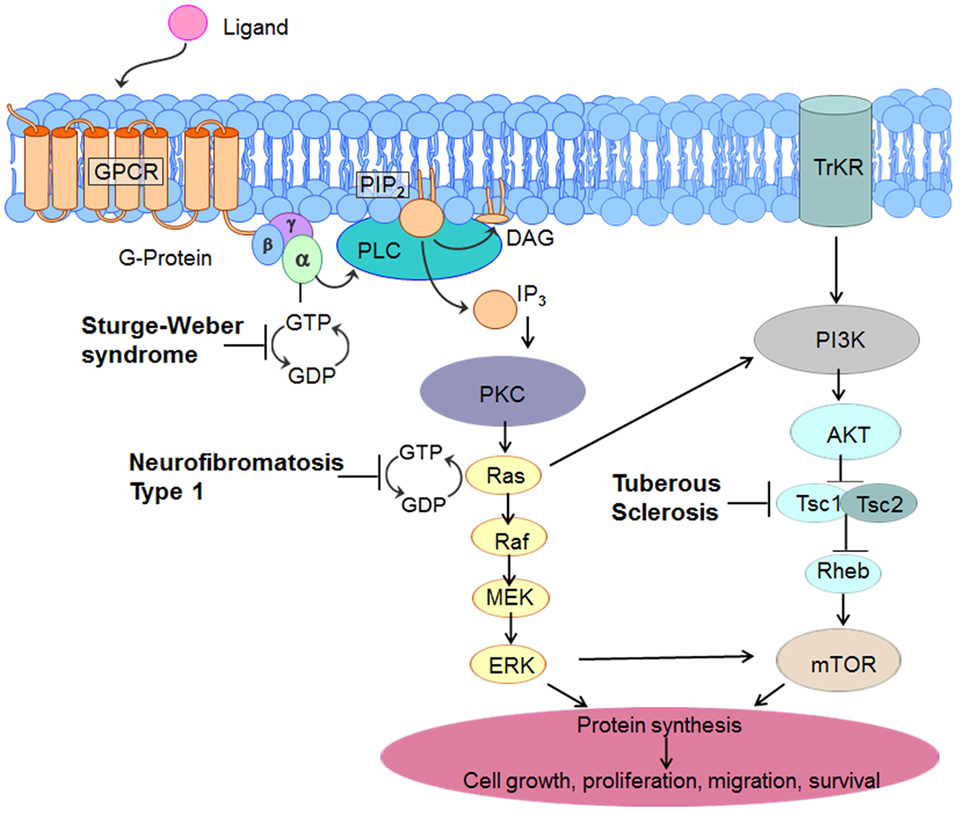 Neurofibromatose Type 1