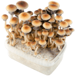 Mushroom Grow Kits