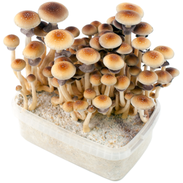 Mushroom Grow Kits