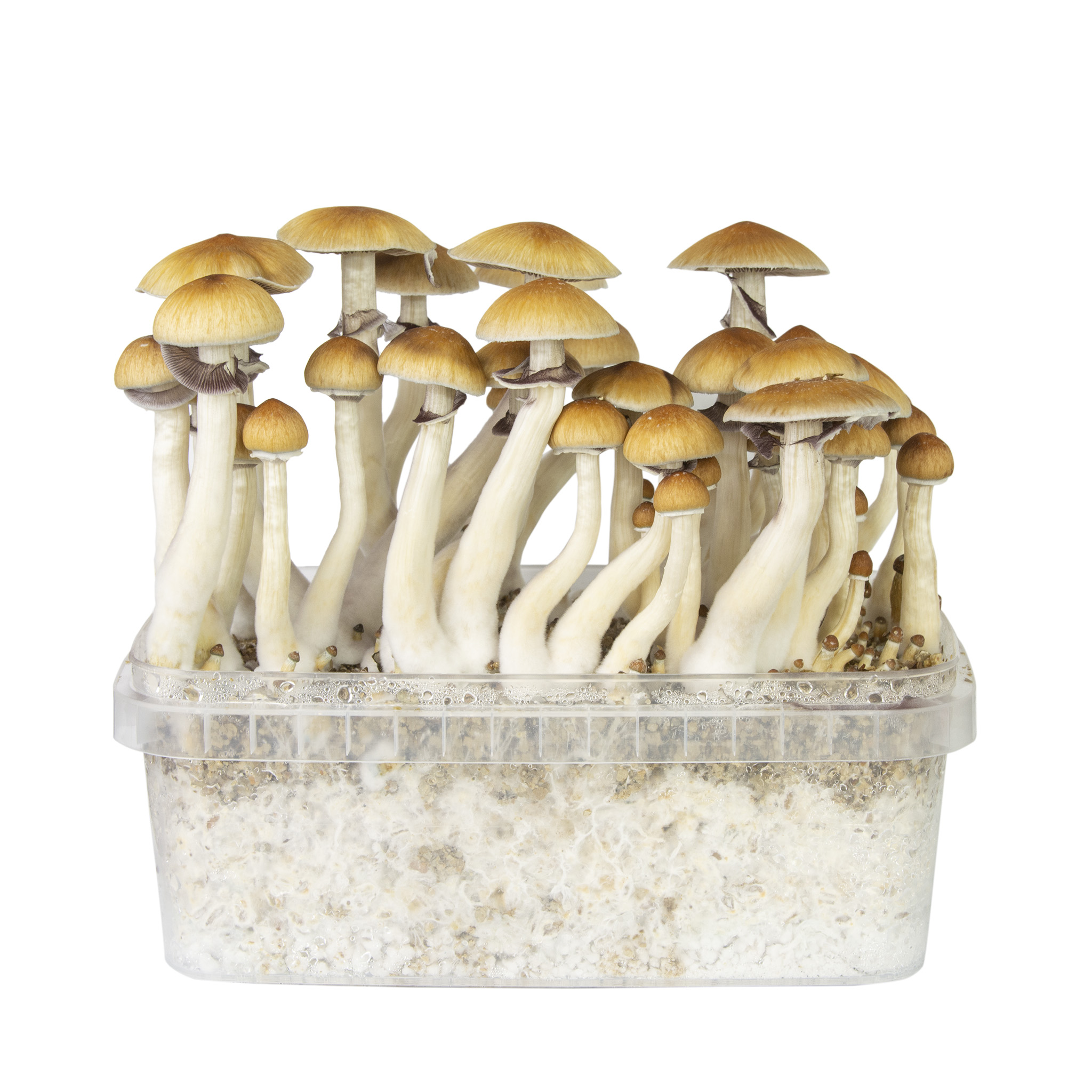 The Enchantment: Exploring the World of Magic Mushroom Kits