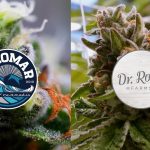 Discovering Dank Air: The New Standard in Cannabis Culture